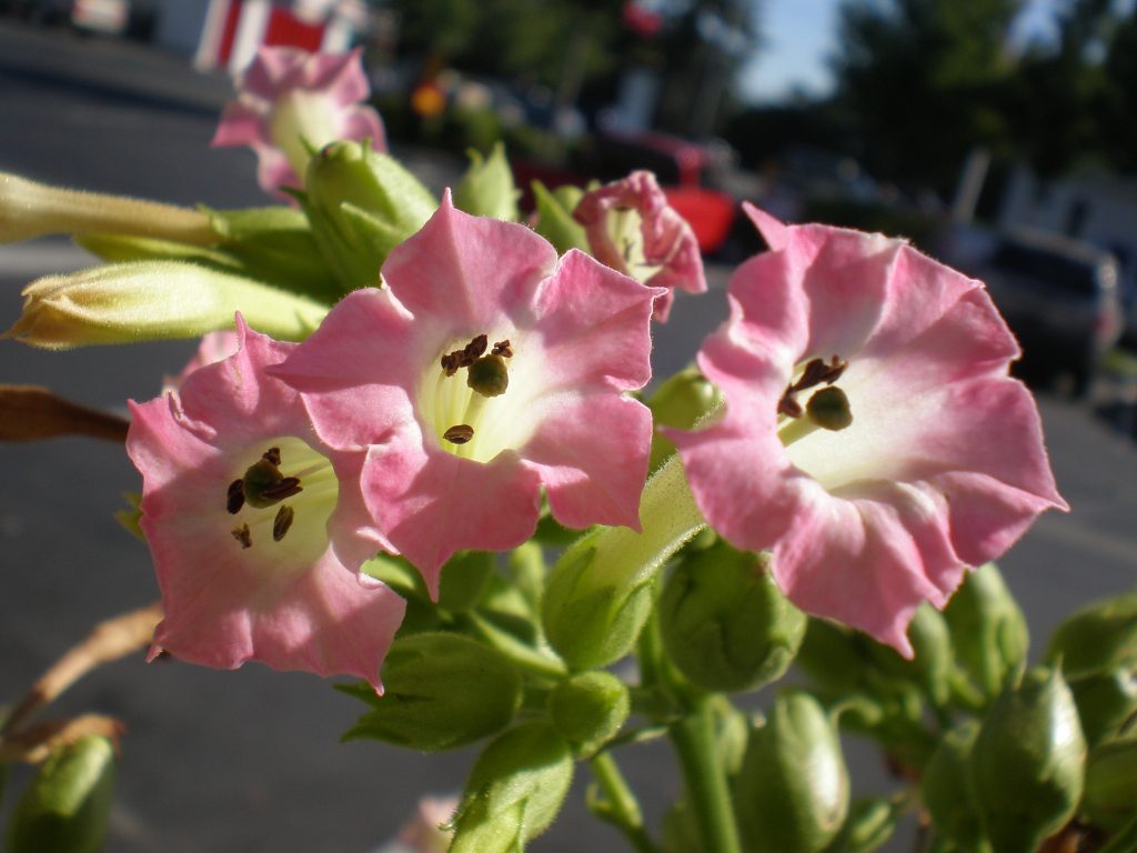 Tobacco Flower grown right here in Sacramento Casillas Cigars
